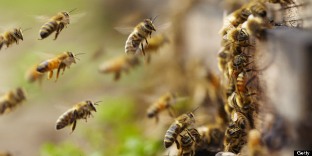 http___i.huffpost.com_gen_1196403_images_h-HONEYBEE-628x314